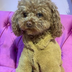 Köpek Kedi Peluş Tulum